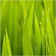 Nibttc的个人资料头像