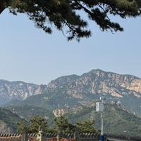 大气熊猫RLU头像