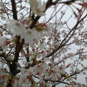 萍果xtjj的个人资料头像