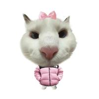 美少女恩恩酱头像