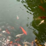 普罗旺斯不是西红柿头像