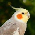 十卅少头像