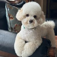 吾哩小发菜头像