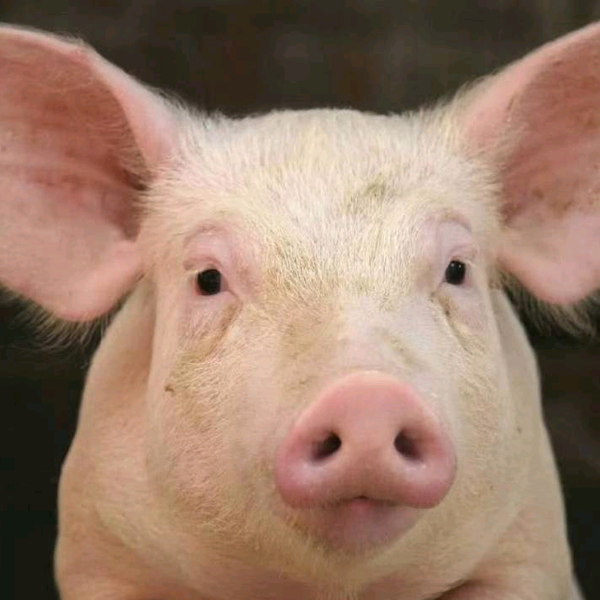 汕头车华荟头像