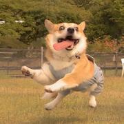 鸟会飞吗的个人资料头像