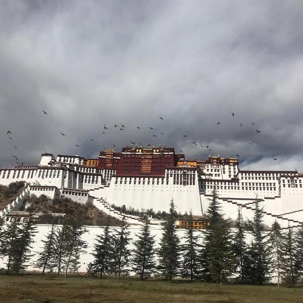 正直生活家Tc0头像