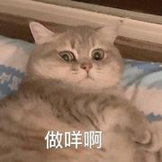 拷贝忍者的个人资料头像