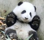 仔仔很萌呀的个人资料头像