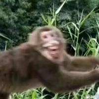 崖大W头像