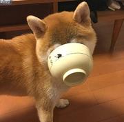 Qin丶的个人资料头像