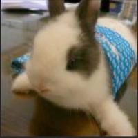 康师傅冰红茶337头像