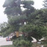 用户5776490190157头像