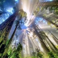 想去浪浪山头像