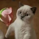 badvibesforever87头像