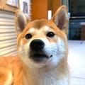 北方大陆网友头像