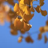 极速伯蒂0S1头像