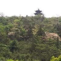 非凡原野AQ头像