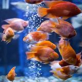 快乐的鱼儿5930头像