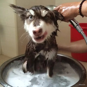 Waterbird的个人资料头像