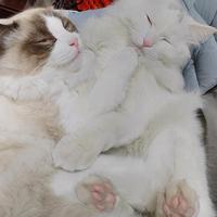 两只猫的快乐生活头像