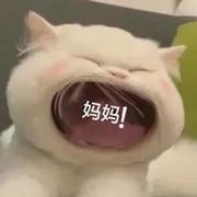 绷不住辣的个人资料头像