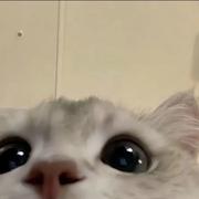 You966的个人资料头像