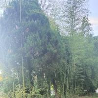 高级湖泊HuR头像