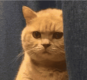 既见未来_为何不拜的个人资料头像