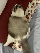 喵Jump的个人资料头像