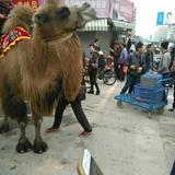 不可以失败头像