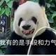 懒兔子363头像
