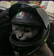 野艹的个人资料头像