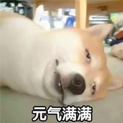 二狗403的个人资料头像