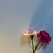 送我春风的个人资料头像