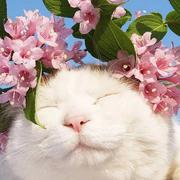 夜雨猪的个人资料头像