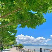 绿荫树下养精神的个人资料头像