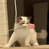 恋爱脑小丁头像