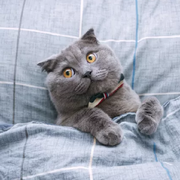 dacheng77的个人资料头像