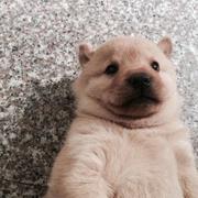 Qin20的个人资料头像