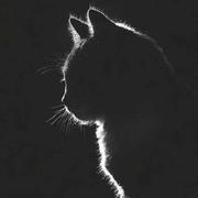 沫忆的个人资料头像