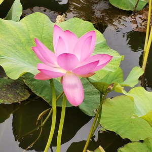 湾湾名嘴头像