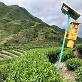 蚂蚁带你逛茶园头像