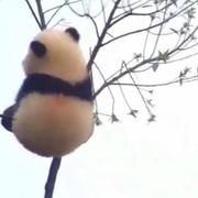 Zerone的个人资料头像