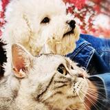 妮娜守护神头像