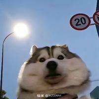 热心原野y6c头像