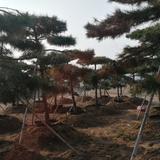 无忧的松鼠WC头像