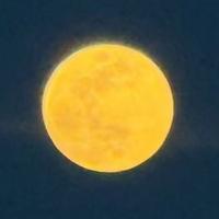 佩奇终结者007头像