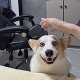 需要一辆车车车头像