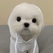 pineapple的个人资料头像