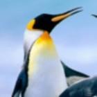 cwhis的个人资料头像